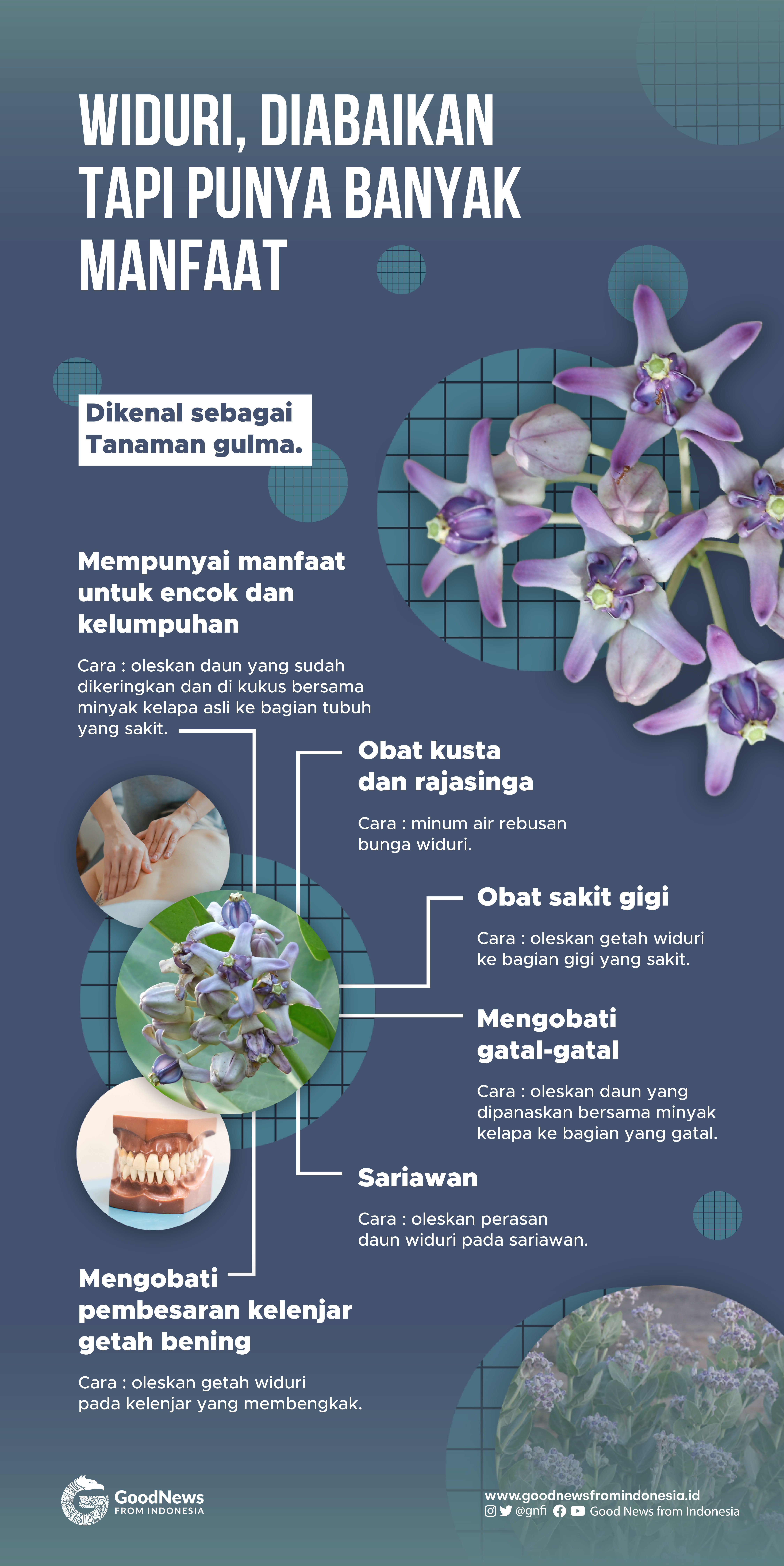 Tanaman yang Kerap Terabaikan Ini Ternyata Memiliki Banyak Khasiat