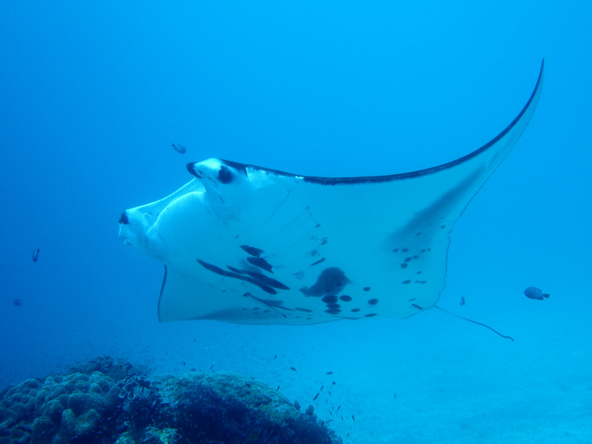 Raja Ampat Joins UNESCO World Biosphere Reserves A Living Laboratory 