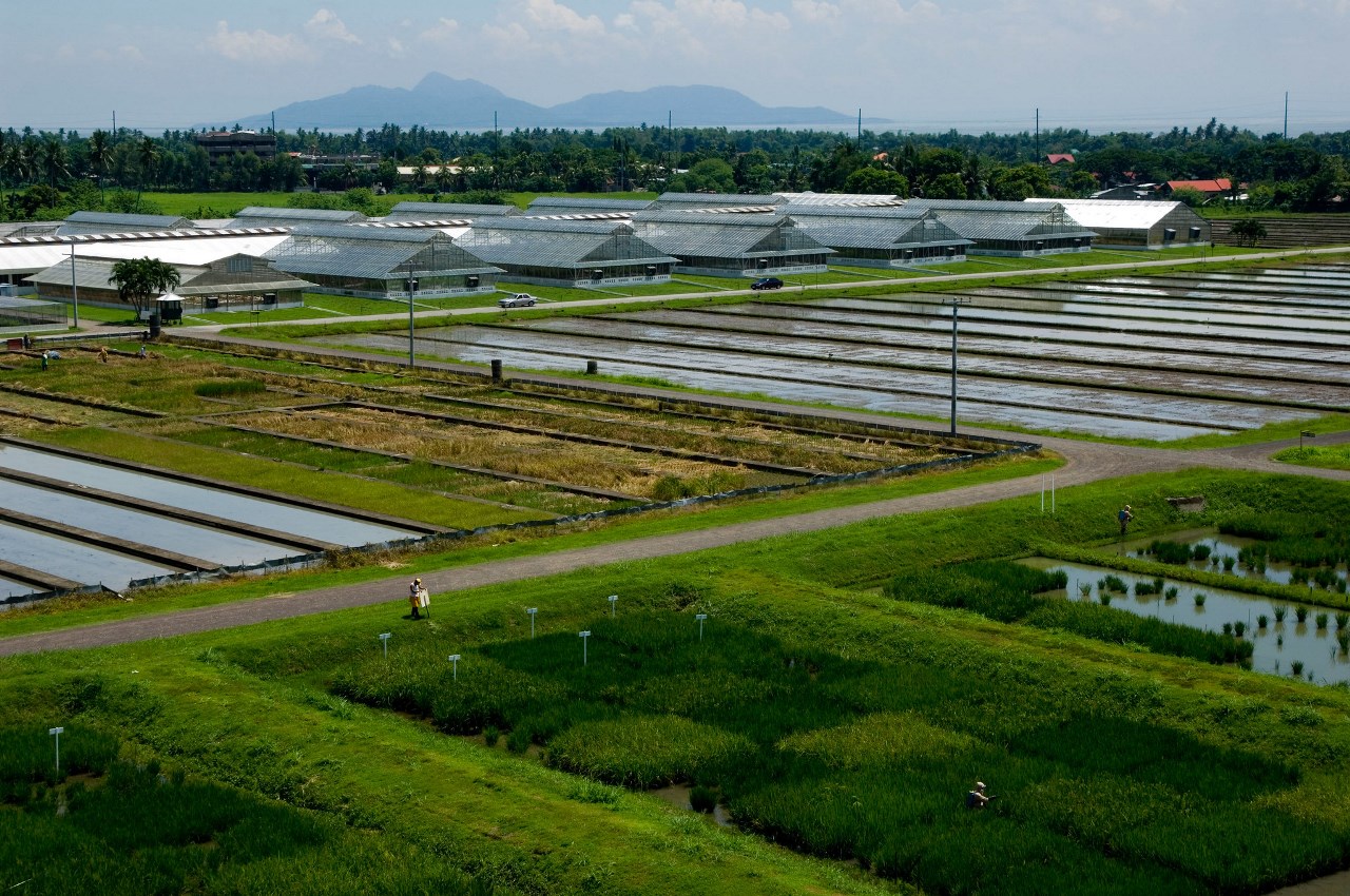 IRRI Experiment Station