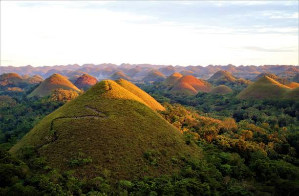 A panoramic view of the Chocolate Hills, a series of symmetrical, grass-covered limestone mounds spread across a tropical forest landscape during golden hour.