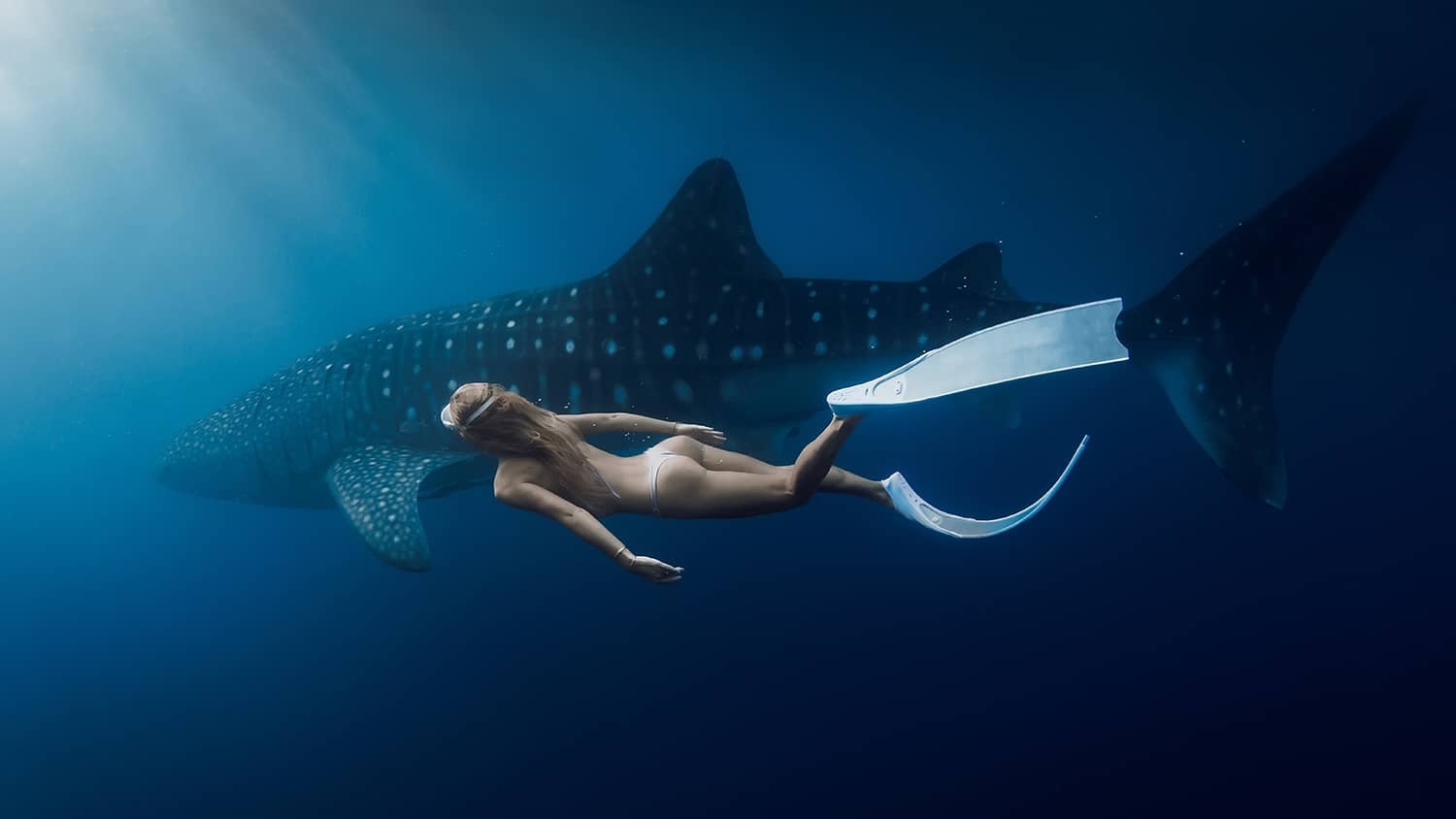Whale shark in Sumbawa