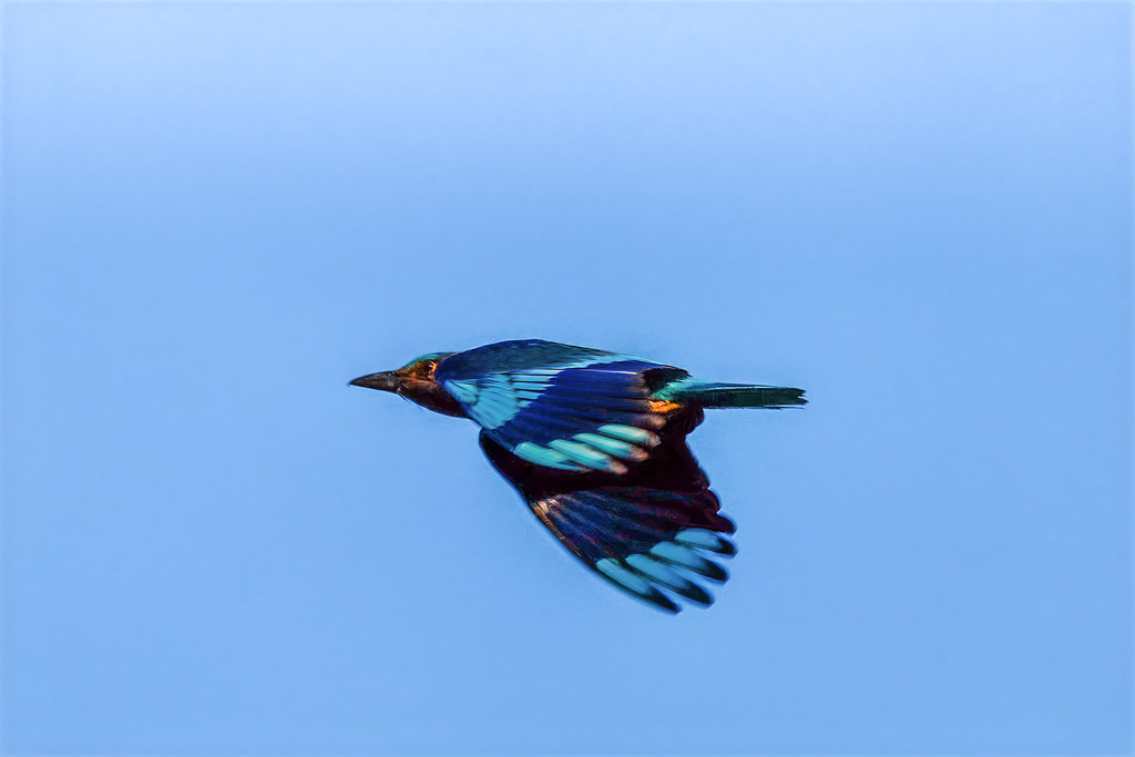 the Indochinese Roller bird, one of most common bird in Thailand