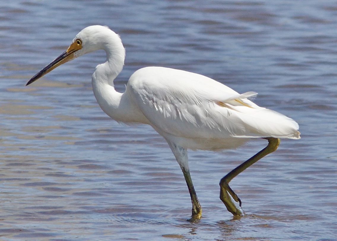 the Little Egret bird