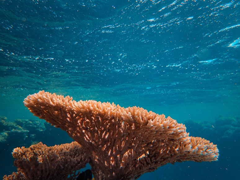 Ilustration Coral Triangle | Credit: Unsplash/ Fransesco Ungaro