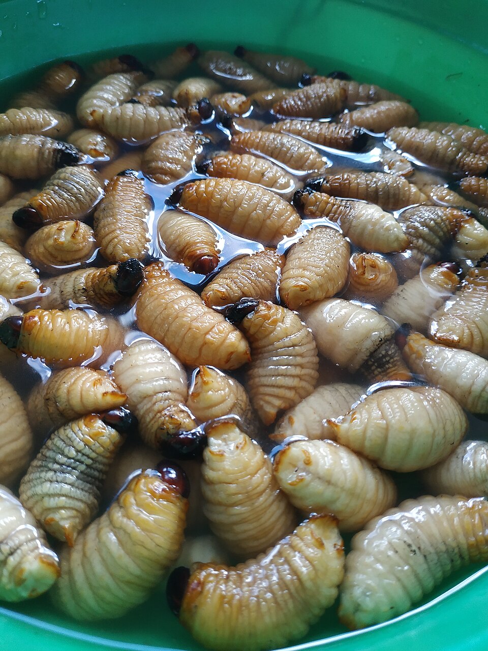 Ulat Sagu from Indonesia | Image: Wikimedia Commons