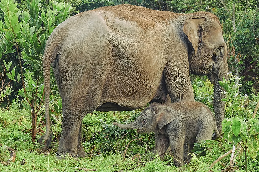 Baby Sumatran Elephant in Tesso Nilo