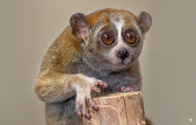 Slow Loris with Big Eyes