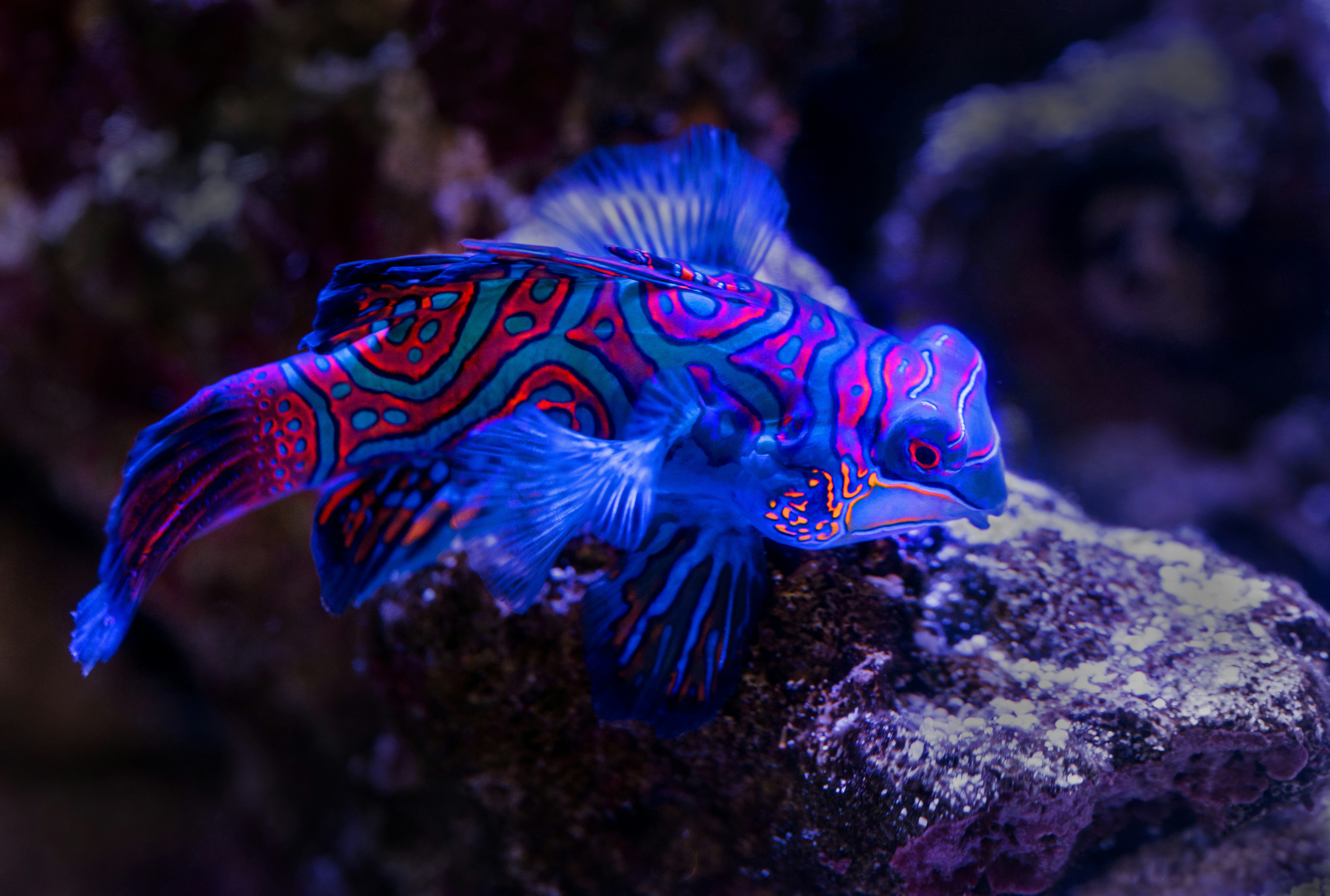 Mandarin Fish by David Code