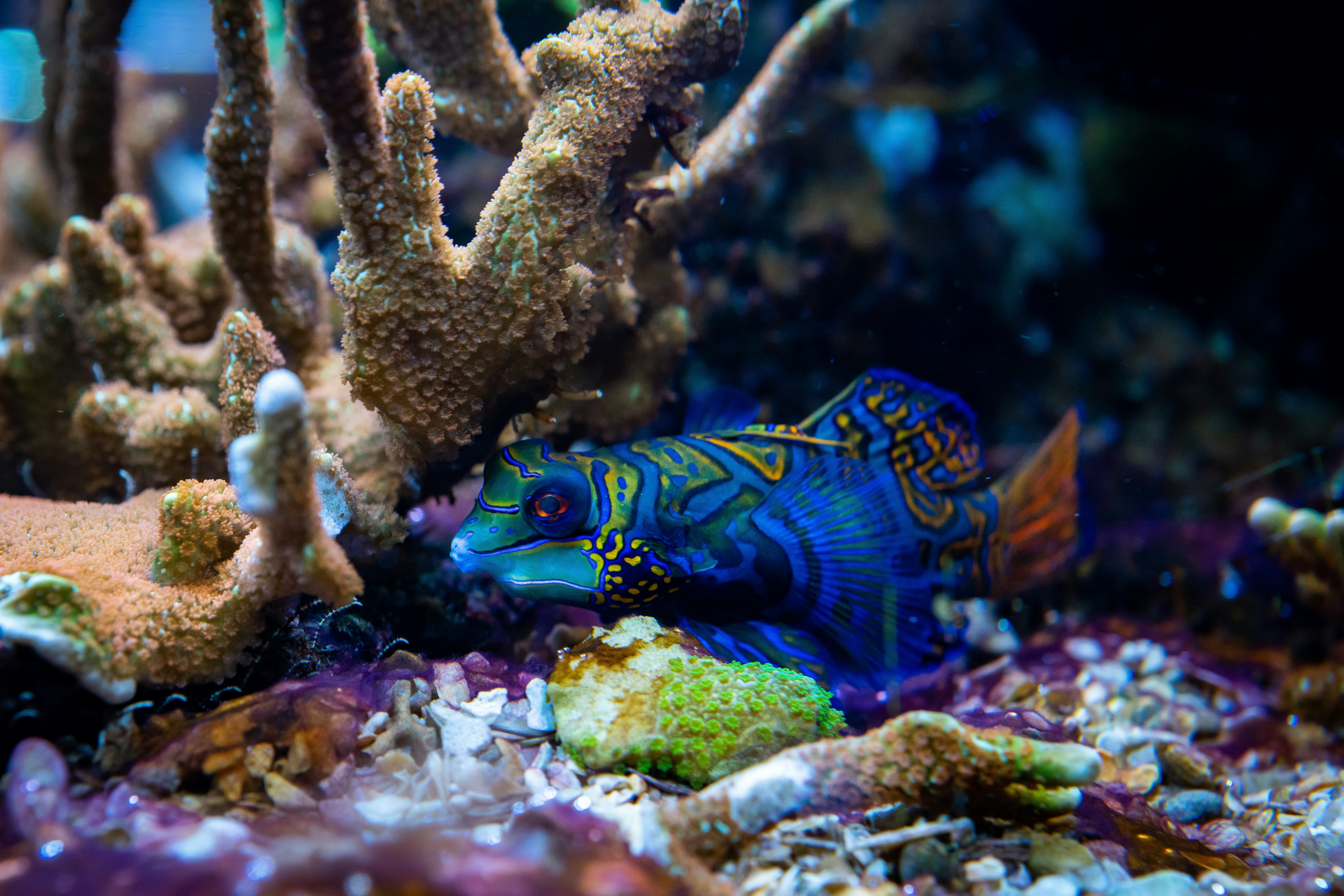 Mandarin Fish by Tim B Motivv from Unsplash
