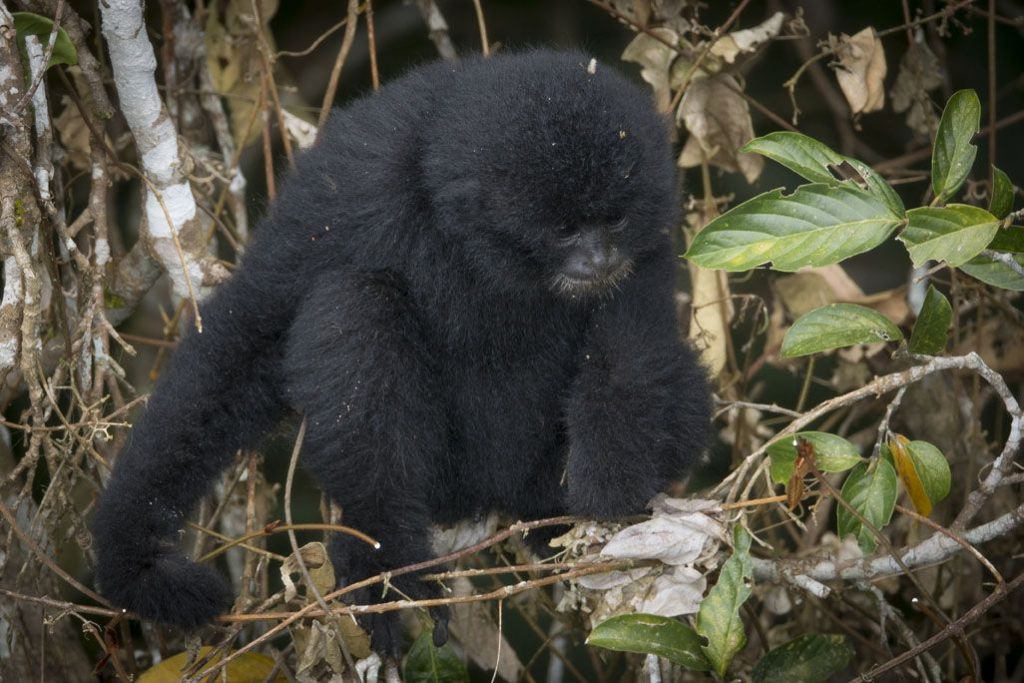 Photo by The Gibbon Experience