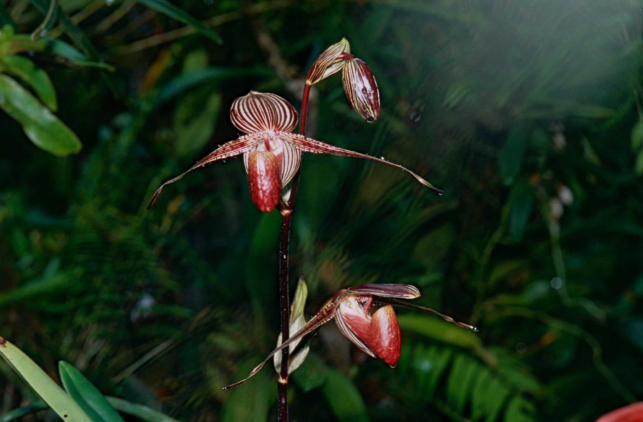 Rothschild's Slipper Orchids at Mount Kinabalu National Park | Bernard DUPONT/Flickr