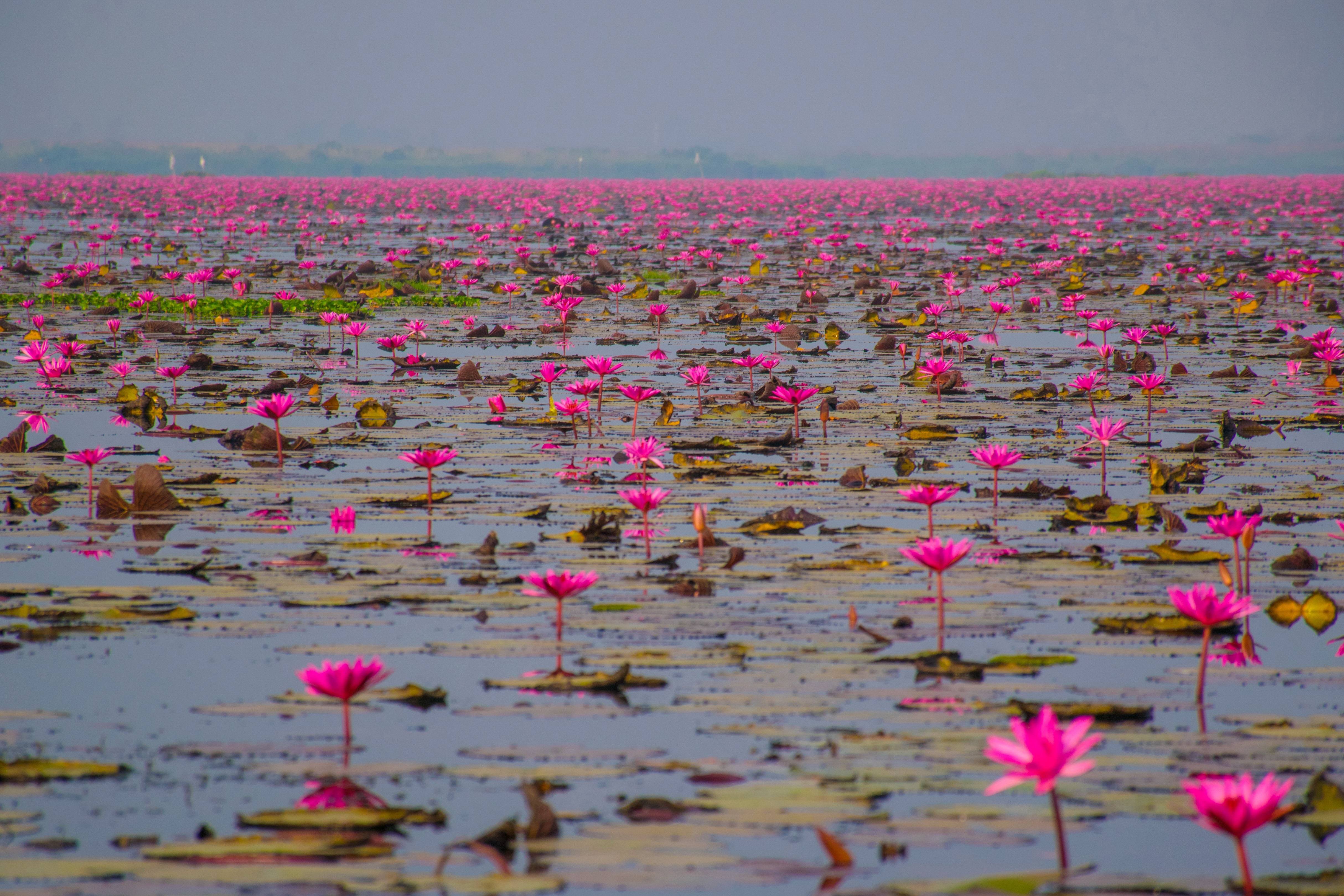 Closer look at the Red Lotus in Talay Buay Daeng | Pixabay