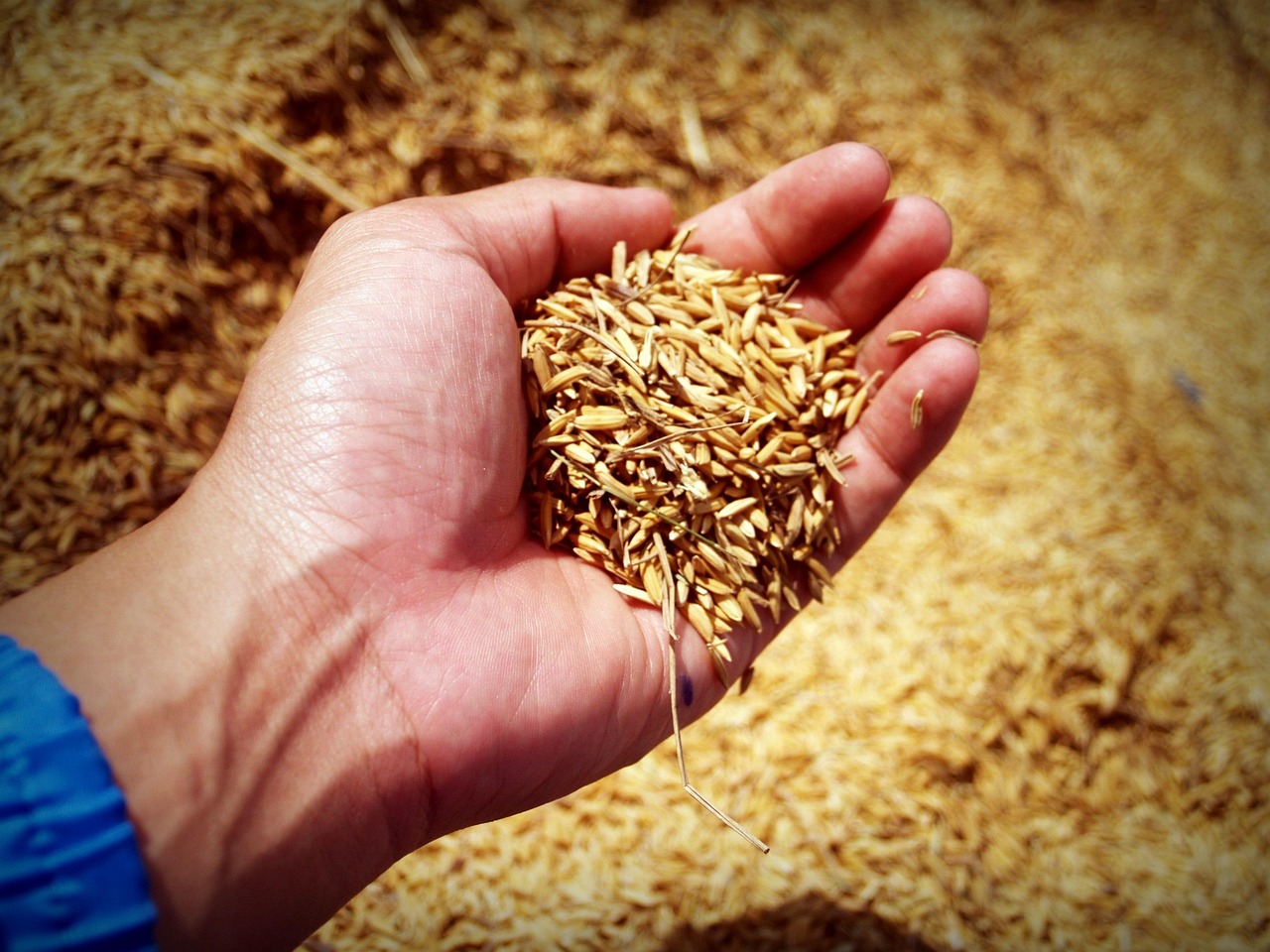 Jasmine rice seed | Source: Pixabay