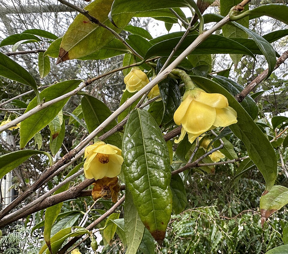 Golden Camellia (Camellia petelotii) | Michael Wolf/Wikimedia Commons