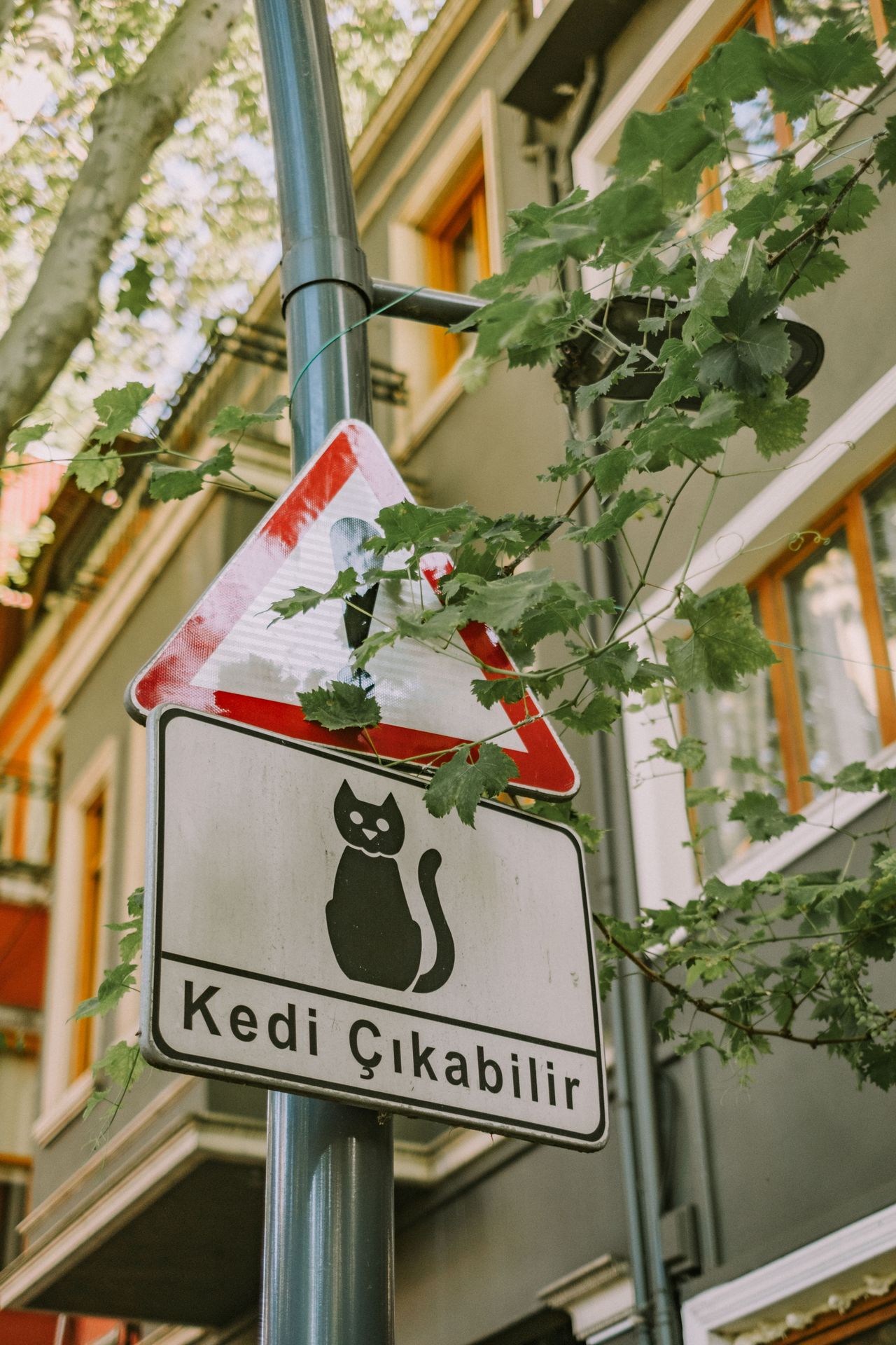 A cat traffic sign | Manolya İzgi Gezgin/Pexels
