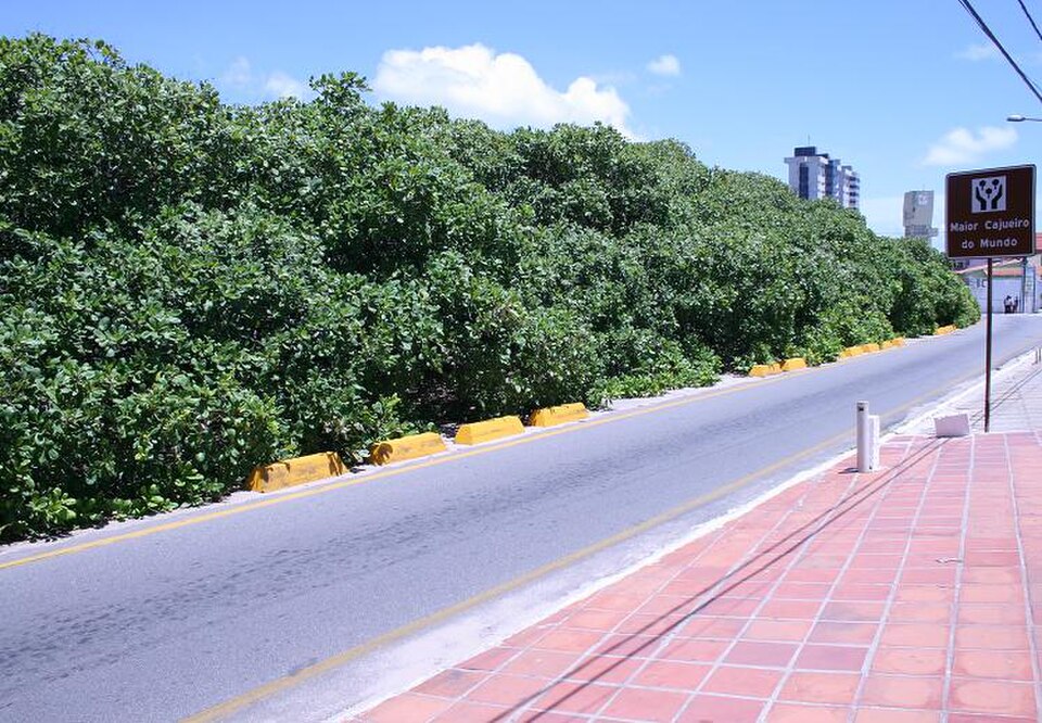 The largest cashew tree in Brazil 