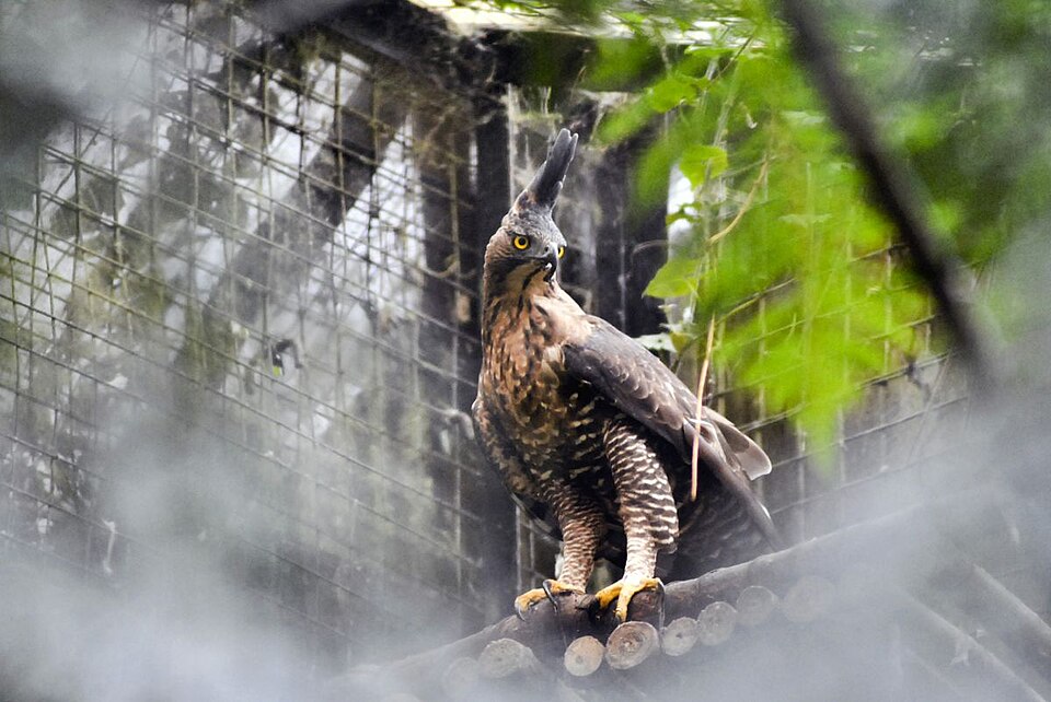 The Javan hawk-eagle | Arif Firmansyah/WikimediaCommons