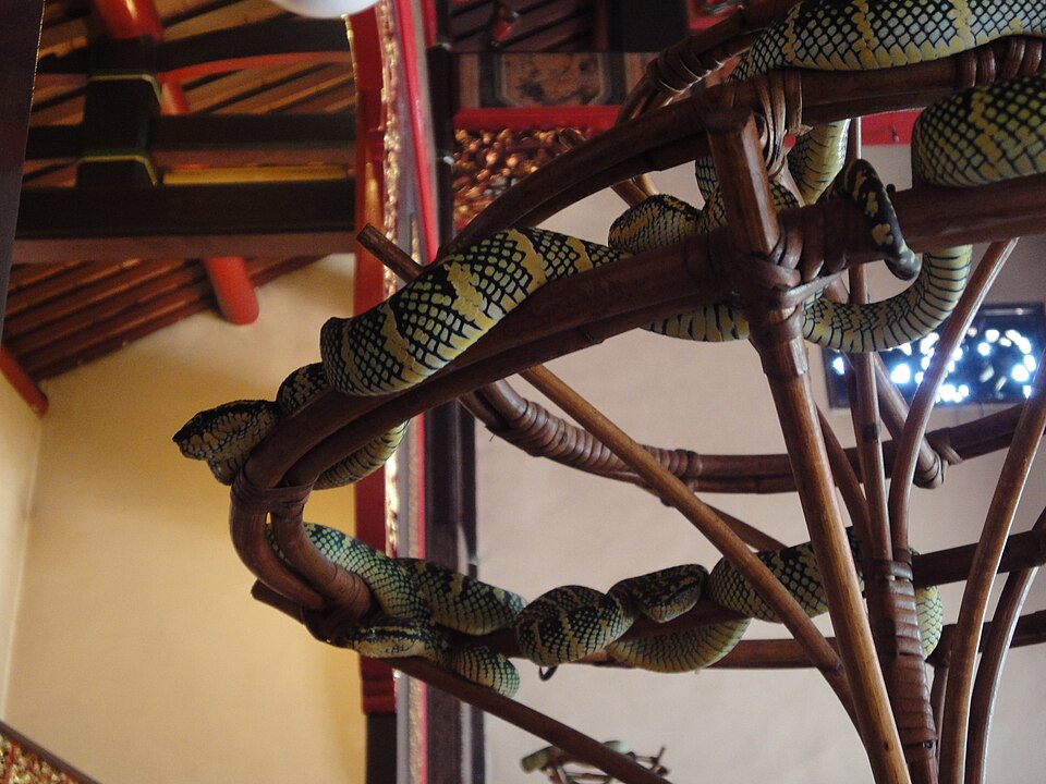 A snake in Snake Temple | Marufish/WikimediaCommons