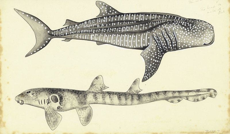 Illustration of the whale shark (Rhincodon typus) from Grant’s Guide to Fishes (1965), artwork by Frank Olsen