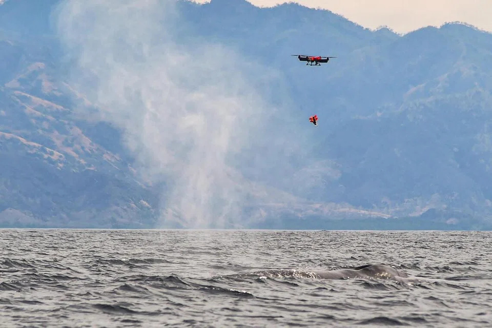 A pygmy blue whale sighted by researchers during their marine expedition in 2025.  PHOTO: HO/KONSERVASI INDONESIA