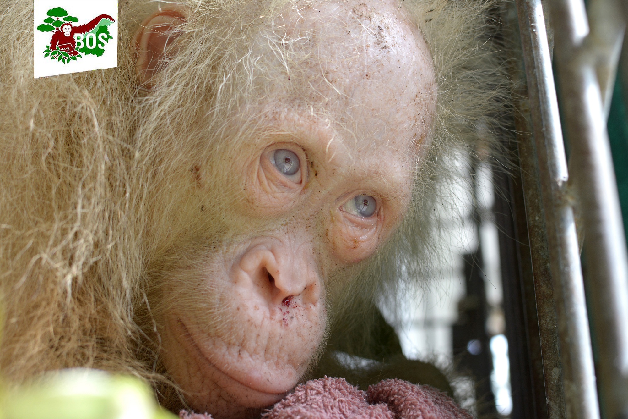 her hair, eye, and skin color is paler than normal, and she is also sensitive to light (image: Borneo Orangutan Survival Foundation)