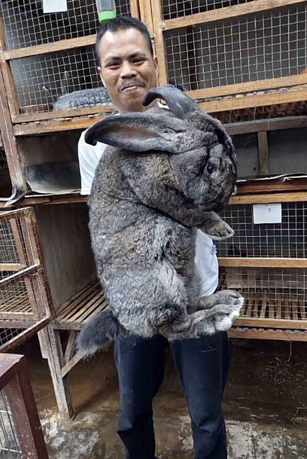 Viral Flemish Giant Rabbit in Indonesia The World s Oldest Rabbit Race Seasia