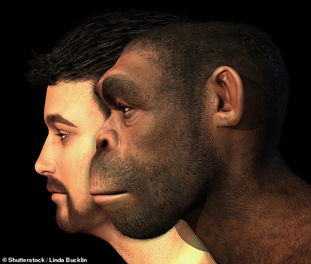 This 3D rendered digital painting shows an example of a modern human and a Homo Erectus man side-by-side. Experts now believe Homo erectus were the longest surviving humanoid species. Image: stock image/Daily Mail