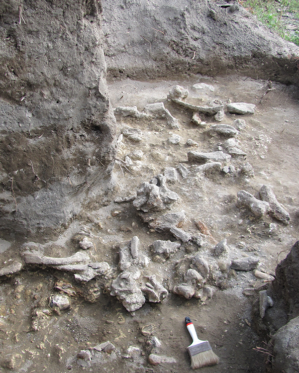 An exposed bone bed as it looked in 2010, during excavations in Ngandong, Indonesia. Image: Russell L. Ciochon/University of Iowa/Business Insider