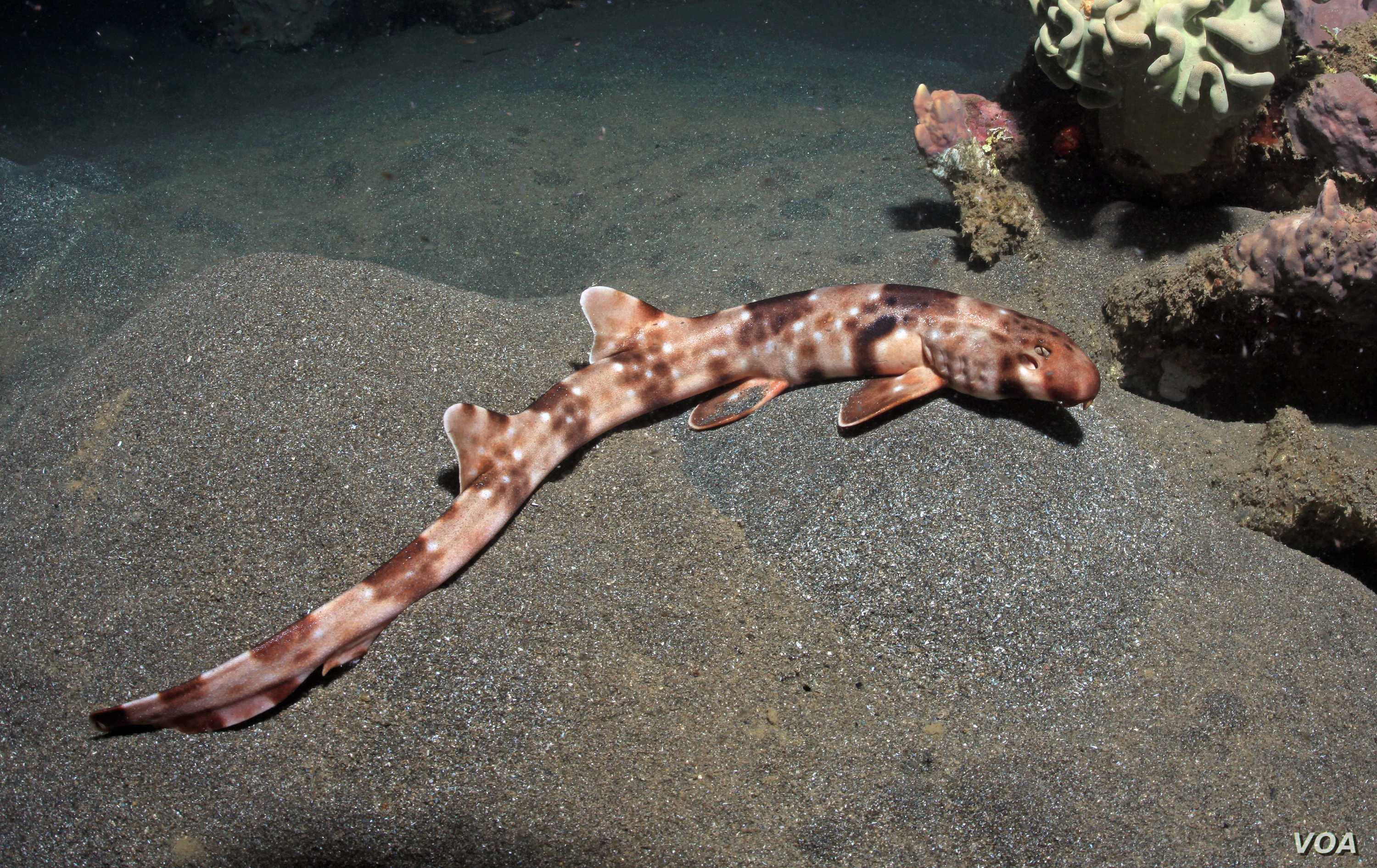 Walking Shark, Hemiscyllium halmahera. Image: Conservation International/Mark Erdmann