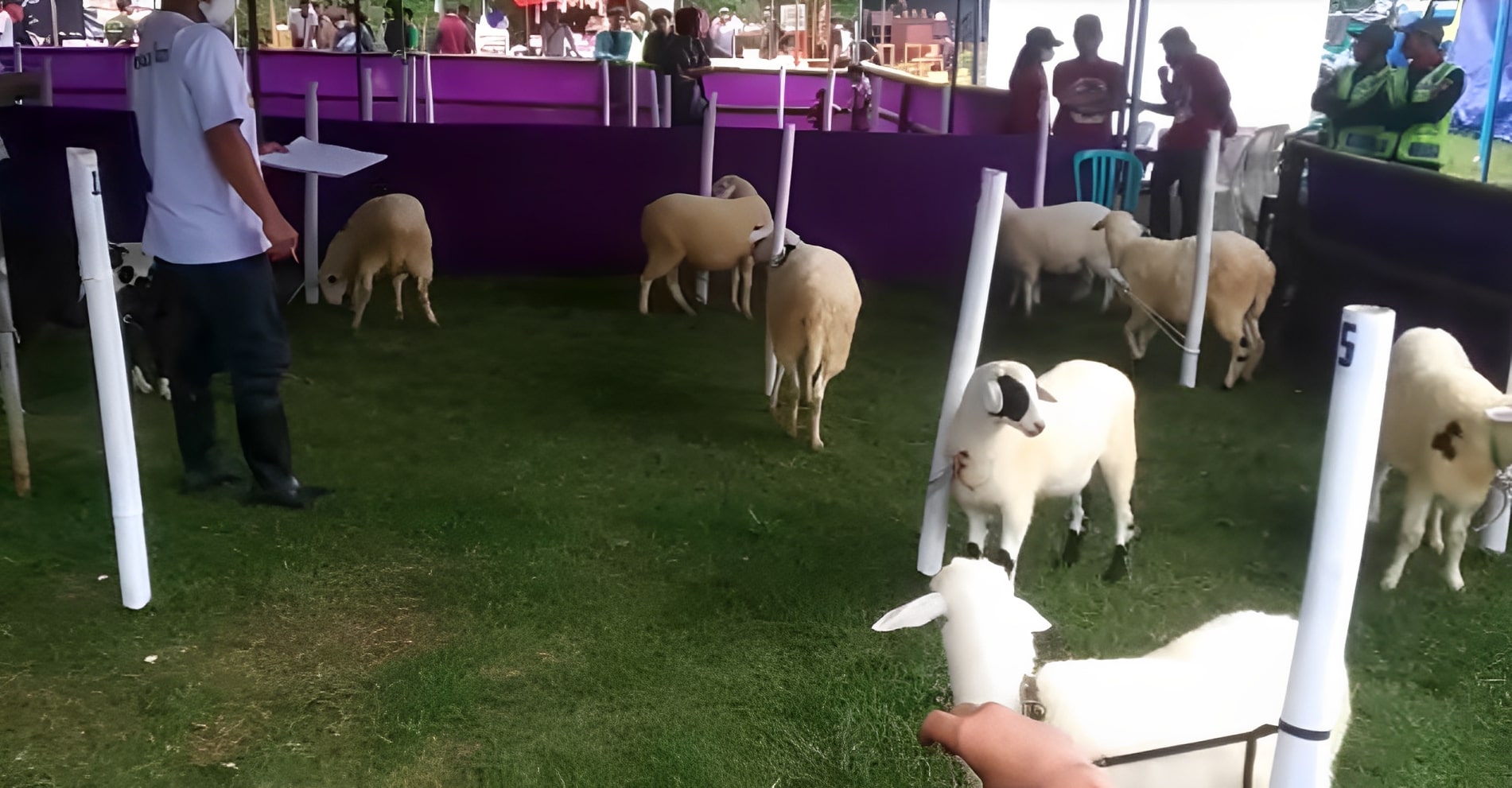 Goat farming in Yogyakarta, centuries of livestock farming | Sugiarto (Yogyakarta)