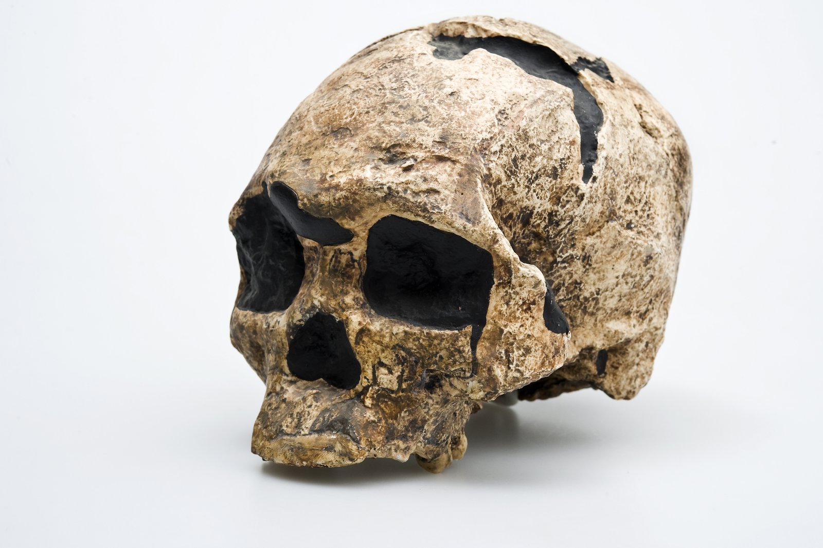 Cast of the ‘Wadjak’ skull, a Homo sapiens discovered in 1889, Java, Indonesia. Originally, this skull was thought to be about 50,000 years old and attempts were made to link this skull with the arrival of the first Australians. However, dating methods have been unable to determine exactly how old it is. It is now thought to be probably less than 20,000 years old. Image: Carl Bento © Australian Museum