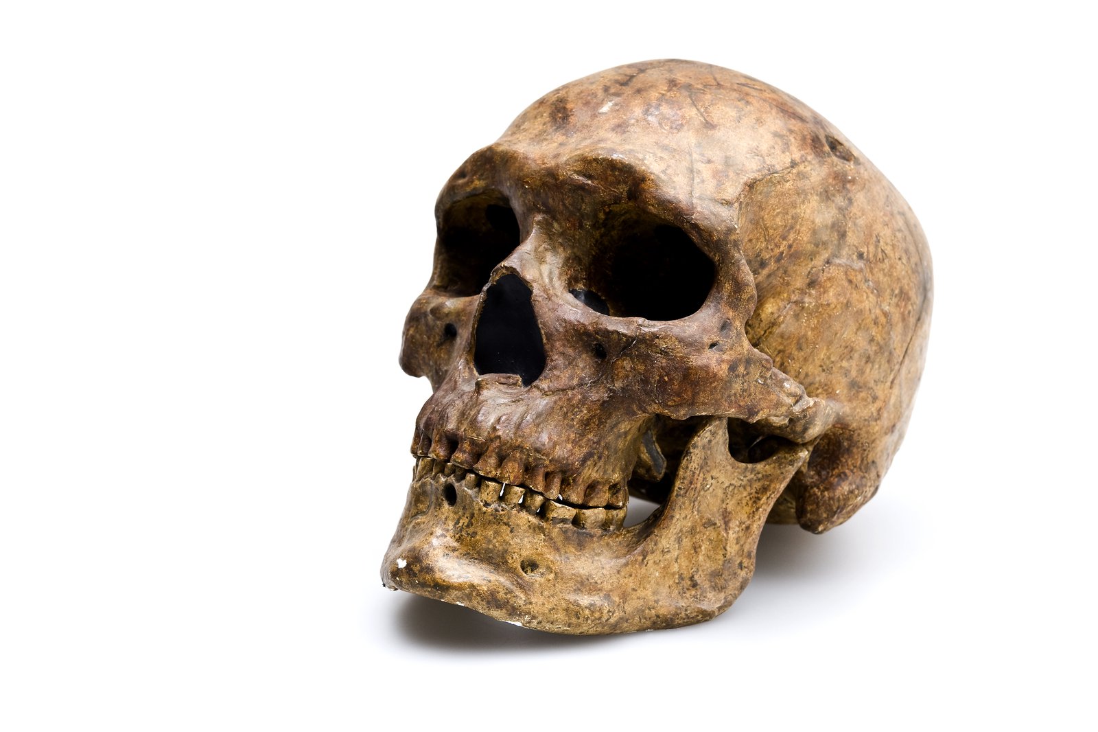 Cast of skull Zhoukoudian Upper Cave 101. The skull is classified as a Homo sapiens and was discovered in 1933 in Zhoukoudian, China. Age is 10,000 - 25,000 years old.  Image: Carl Bento© Australian Museum