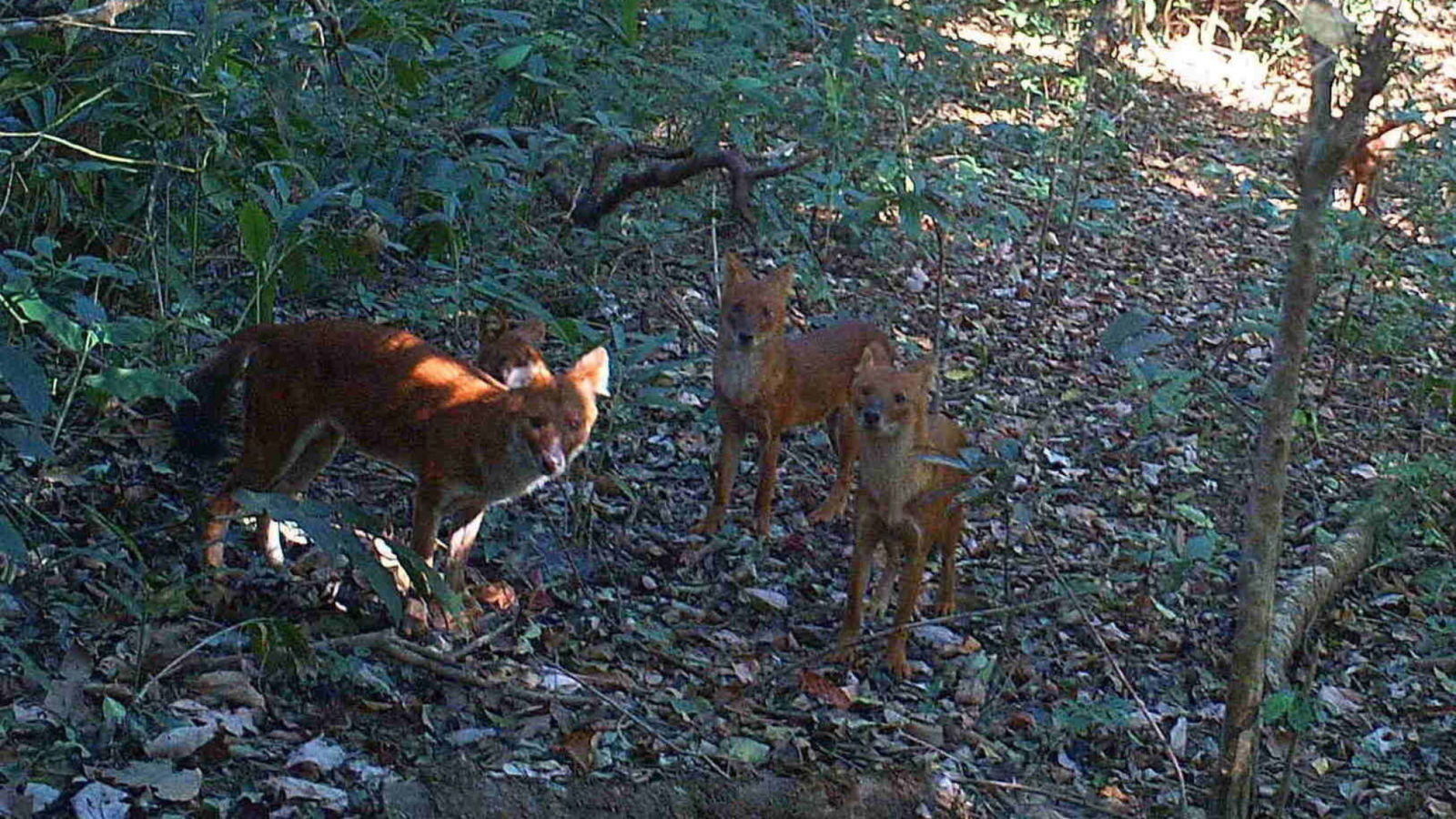 A group of dholes, Asiatic wild dogs  (KWCI)