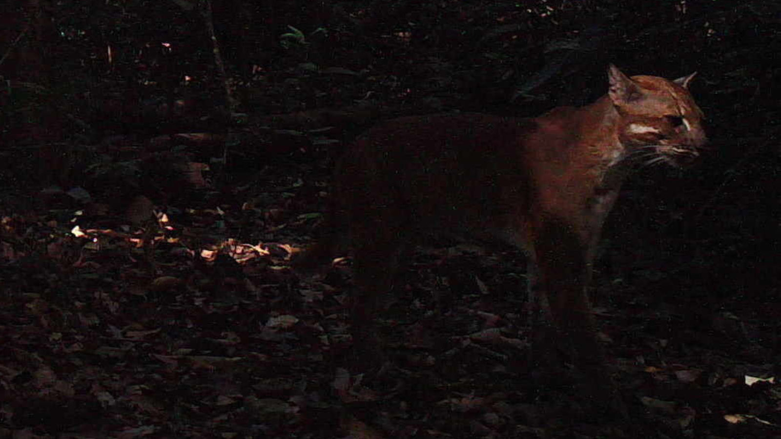 Asian golden cat  (KWCI)