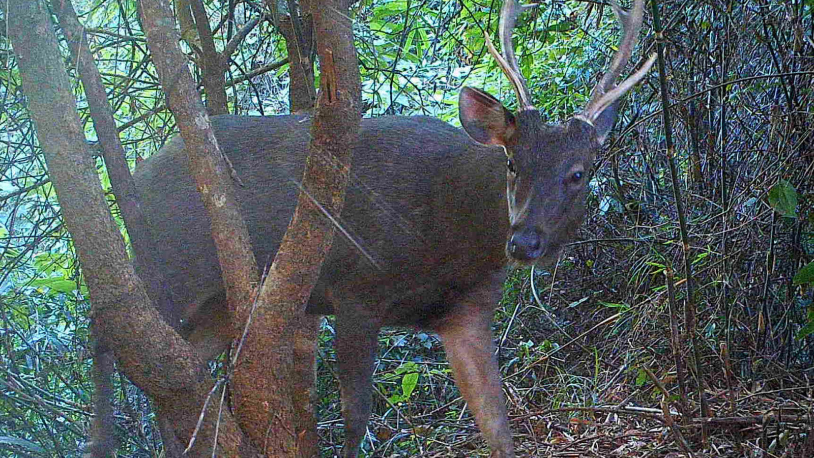 A Serow looks back at the camera  (KWCI)