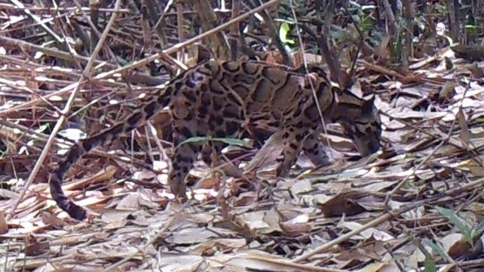 A clouded leopard  (KWCI)