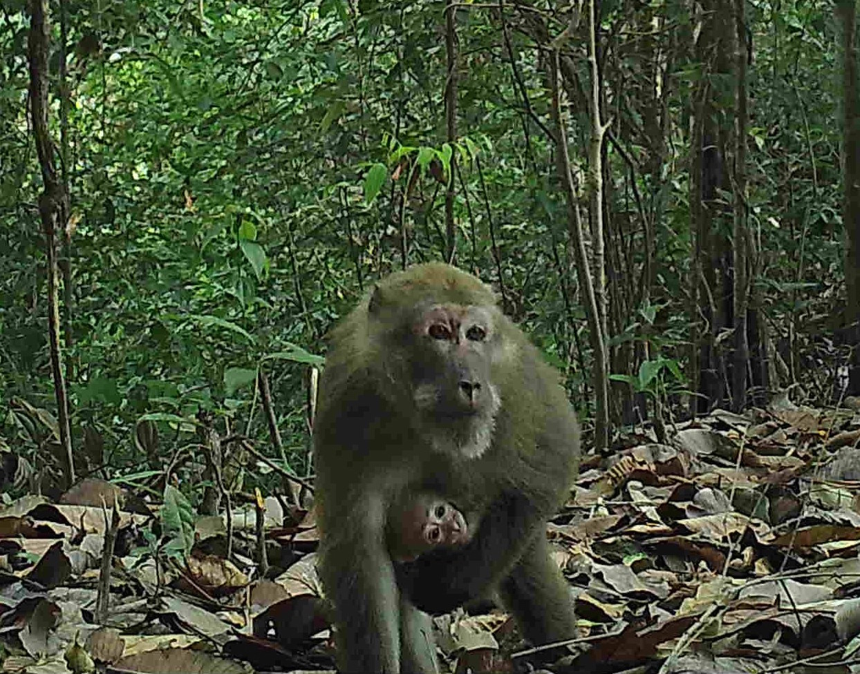 An assam macaques carries its baby  (KWCI)