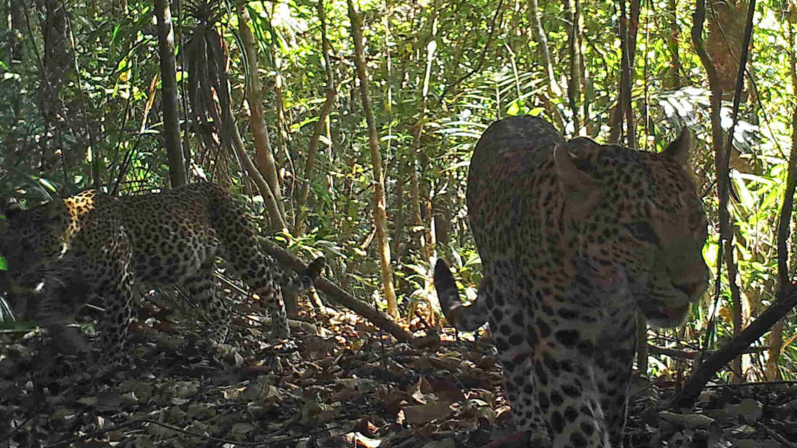 A pair of leopard  (KWCI)